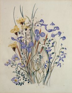 Vårblommor, 1800-talet